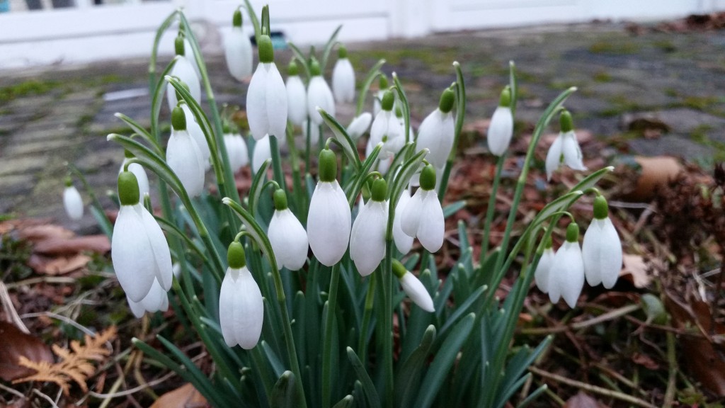 schneeglöckchen