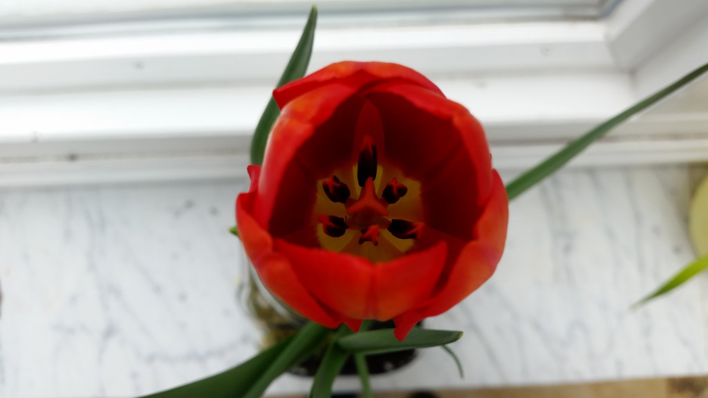 tulpe