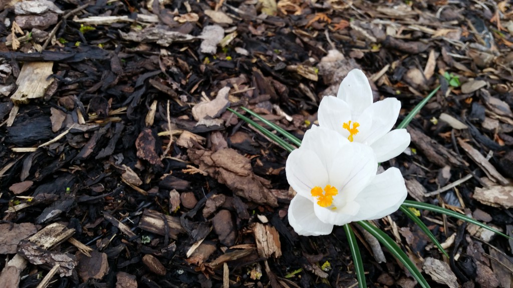 weisse_krokusse