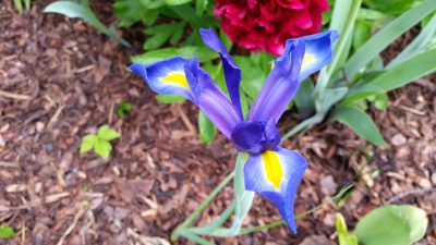 iris_staude_des_jahres_2016