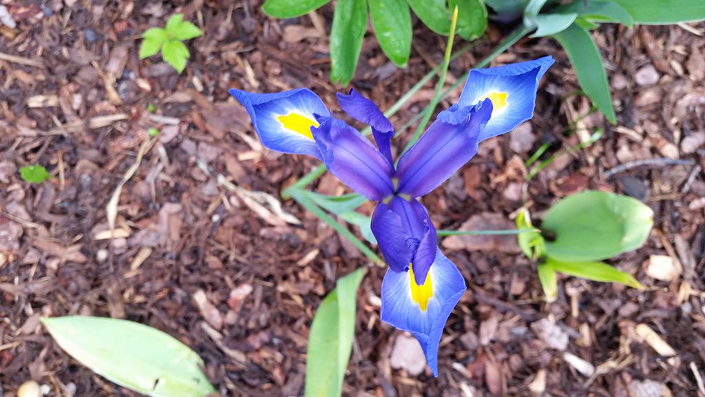 iris_staude_des_jahres_2016