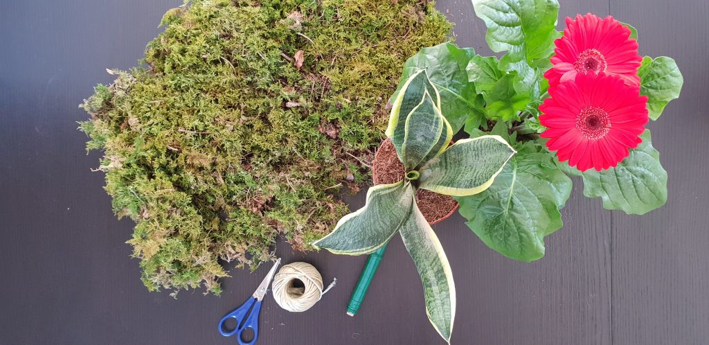 kokedama