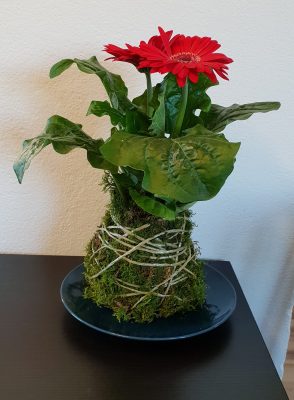 kokedama