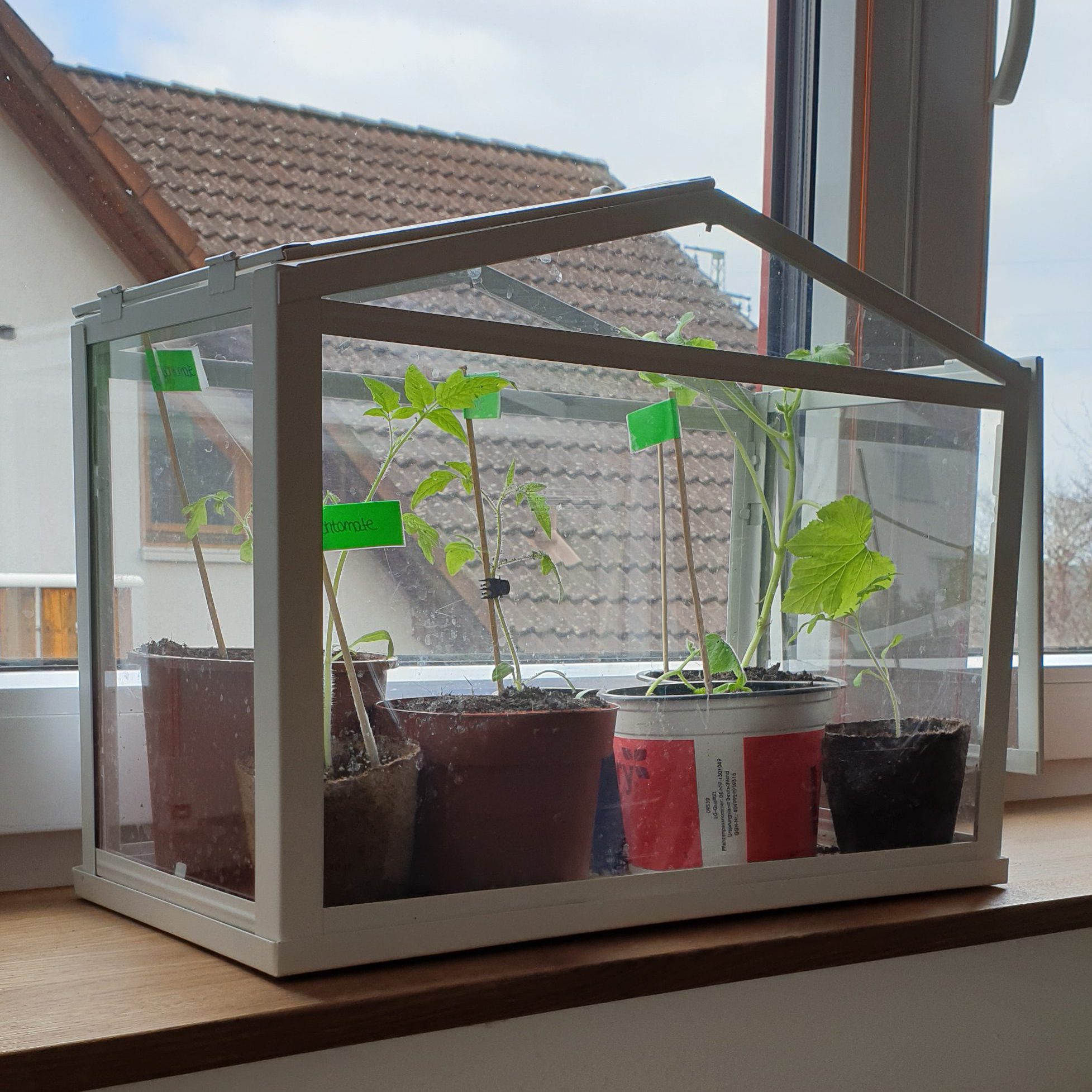 Vorziehen auf der Fensterbank – Sophies Garten