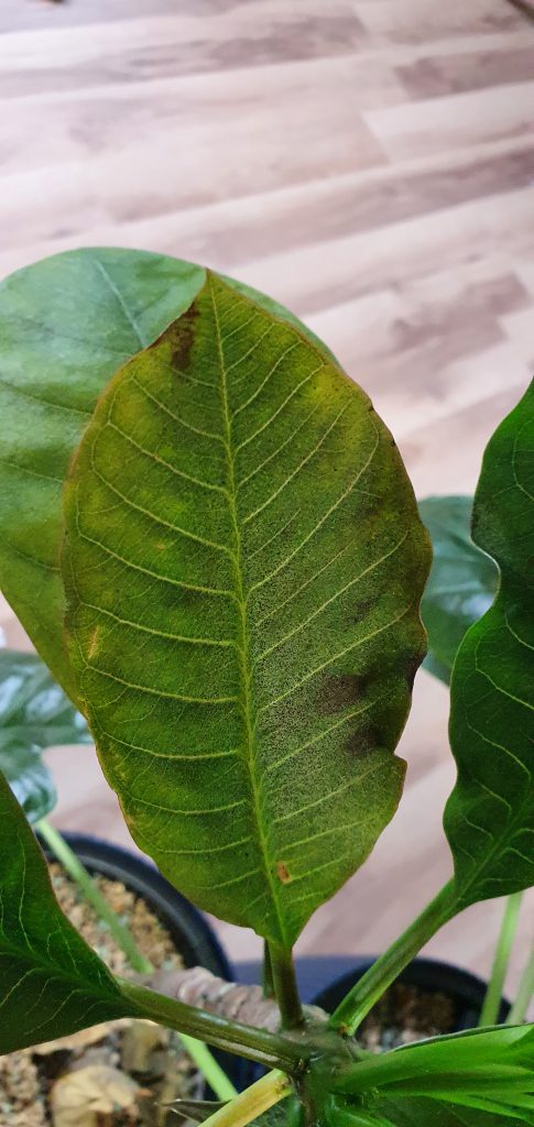 Blatt mit Thripse-Schaden nach Behandlung mit Careo Rosenspray