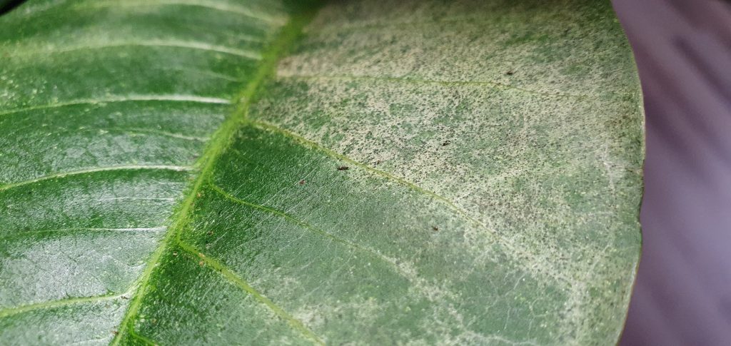 Blatt mit Thripse-Schaden