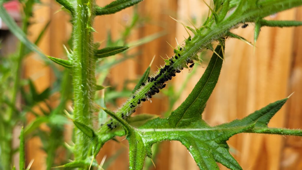 Tipps zur Bekämpfung von Blattläusen
