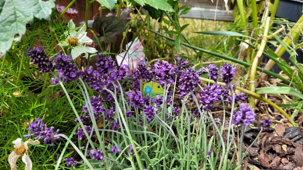 Lavendel als Zwischenpflanzung zur Blattlausabwehr.