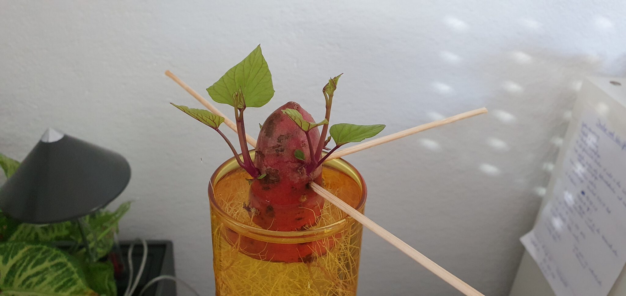 Süsskartoffel Selber Anbauen